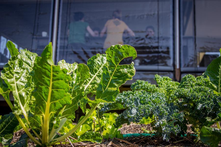 Purna Retreat Centre Vegetable Garden